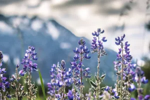 Field of Magic- Grand Teton National Park, Wyoming
